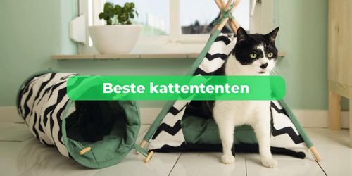 beste kattentent