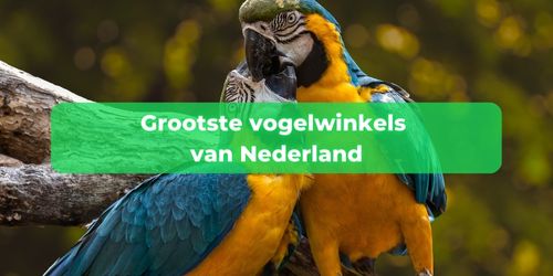 vogelwinkel nederland