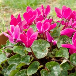 Cyclamen winter plant voor balkon