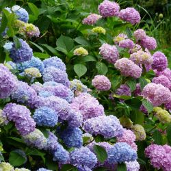 Hortensia plant voor balkon in de winter