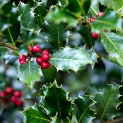 Hulst balkonplant winterhard