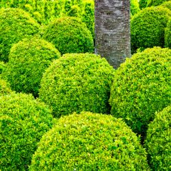 buxus winterharde plant balkon
