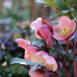 helleborus sterke balkonplant