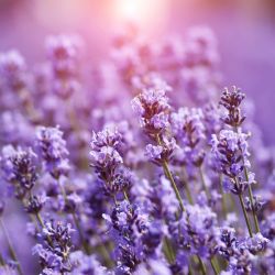 lavendel winterharde balkonplant